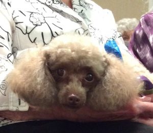 Ginger