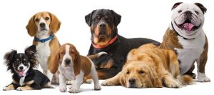 Celebrate the Dog Days of Summer in August