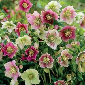 The Water's garden is filled with the winter blooms of hellebores