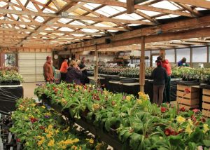 The Hellebore Festival at Pine Knot Farms