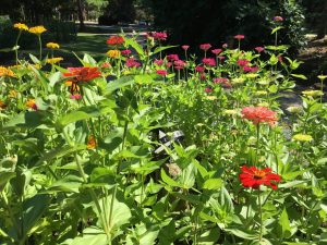 Zinnias add such beautiful color to the garden