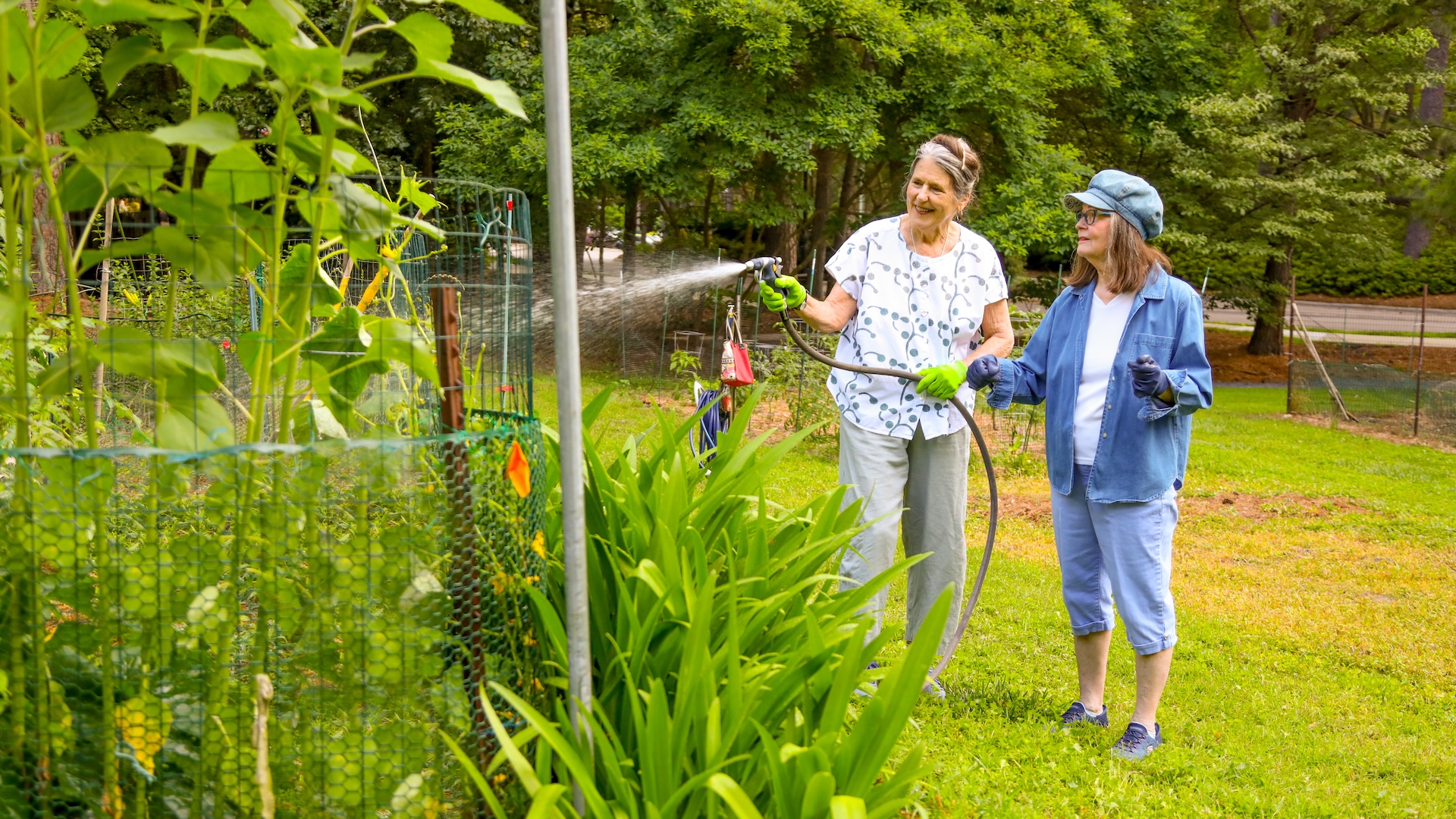 Two women gardening together, one watering tall plants with a hose.