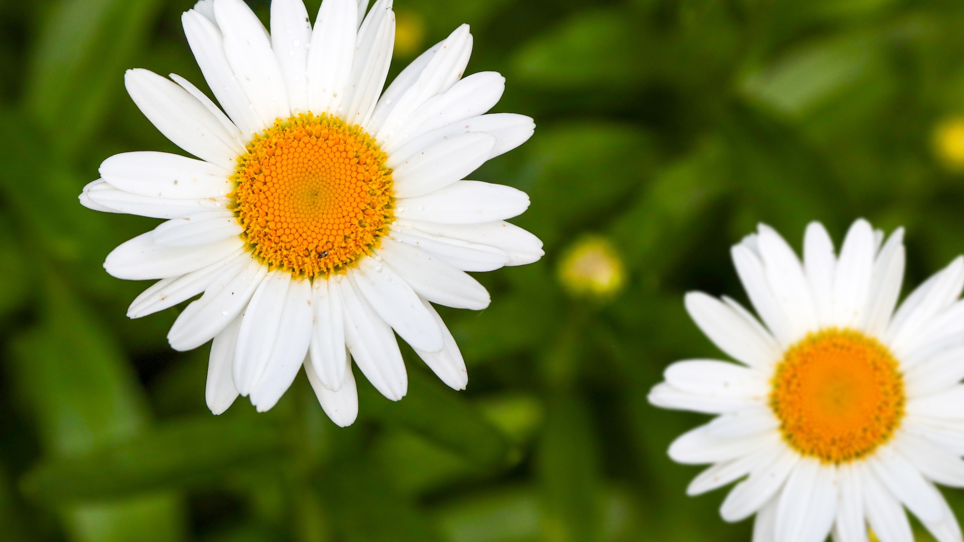 Two white daisies with yellow centers.